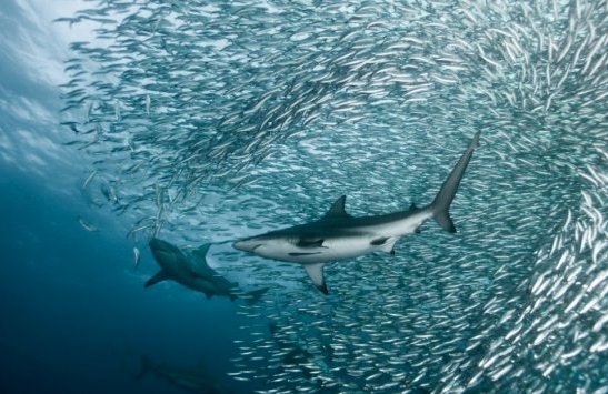 Shark & Fish – Earth Law Alliance
